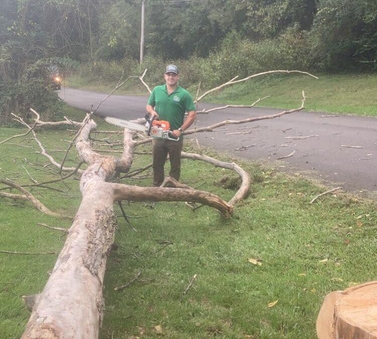 Anthony’s Tree Removal about to remove logs from a recently cut tree in Ellettsville, IN