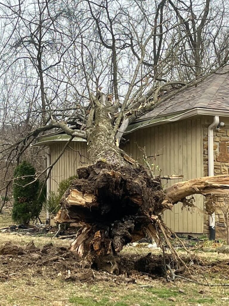 Tree fallen into house, call Anthony's Tree Removal